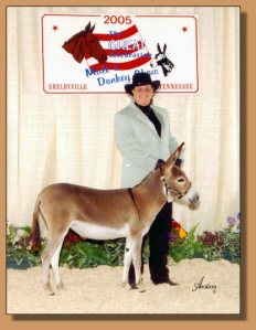 Half Ass Acres She Bangs winning 3rd place in Yearlings at Halter out of 18 entries at the Great Celebration Mule & Donkey Show on July 7th, 2005