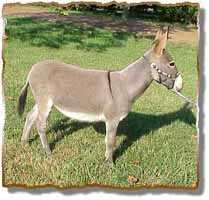 Miniature Donkey Gelding, Sparky (8159  bytes)