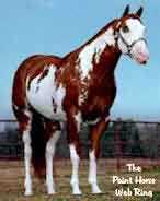 The American Paint Horse