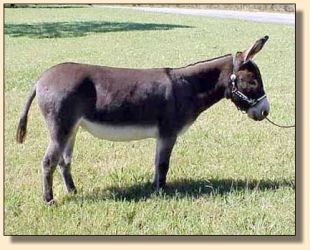 Click photo of miniature donkey to enlarge image