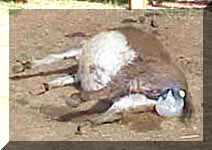 Miniature Donkey Dixie Chick's birth