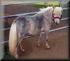 miniature horse Dream 'N Blue