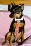 MinPin Elvis