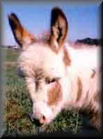 miniature donkey Half Ass Acres Lucky