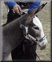 miniature donkey Stormy