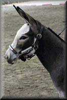 miniature donkey Stormy