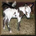 miniature donkey spotted jack